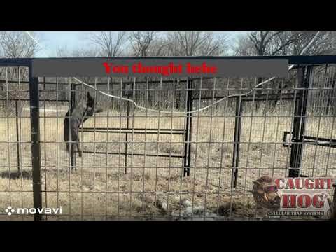 This Hog Tried to Jump Out...Almost made it!!