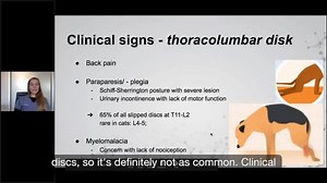 34 reactions | What do we see clinically when a dog presents with a slipped disk?  Dr. Fitz, covered Intervertebral Disk Disease on our May webinar. Watch the full presentation on YouTube! ➡️ https://youtu.be/ipEw9KvLIR4 | Southeast Veterinary Neurology | Facebook