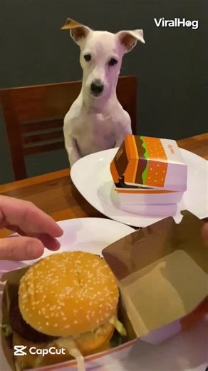 Funny Dog TikToks That Will Make You Laugh