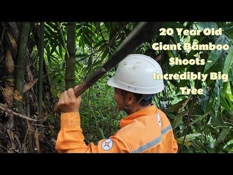 The Whole Group Spent Half a Day Cutting Down Tall Bamboo Shoots