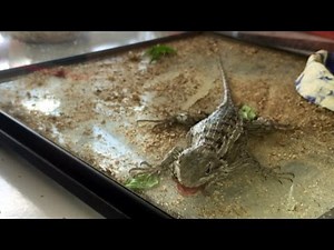 Lizard for Kids: Eating Bugs!