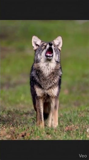 Coyote Sounds of Howling and Barking | Canis latrans Sounds #wolf #coyote #animalsounds #fox #ai