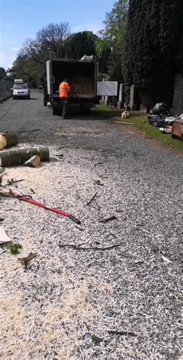 Efficient Tree Service for Professional Arborist Care