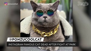 Instagram Famous Cat Dead After Child Trips Over Pet's Leash, Fight Erupts At Public Park