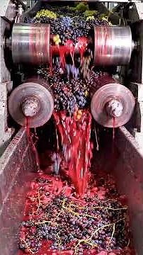 Inside the Grape Factory Fresh Grapes to Raisins