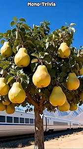 ¿Quién salvó el peral | Poder Interior