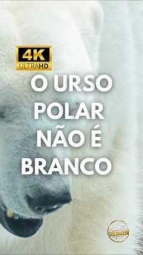 O urso-polar NÃO é branco — e esse não é seu maior segredo! #planetaselvagem #ursopolar