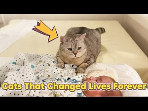 These Cat Stories Will Heal Your Heart