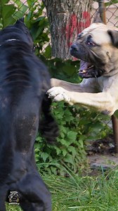 1M views · 19K reactions | Do Not Attempt This‼️Cane Corso Faces Off Against African Boerboel. #wednesday #wednesdayvibes #feature #mastiff #dogs #boerboel #boerboelsofinstagram #southafricanboerboel #boerboels #boerboelpuppy #boerboellove #boerboelmastiff #boerboellife #boerboelmoments #boerboelfans #boerboelofinstagram #boerboelinstagram #boerboellovers #boerboellife #photooftheday #instaboerboel #instagood | Boerboel Breeders Ohio | Facebook