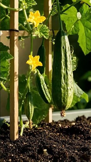 Growing Luffa From Seed Time Lapse – 114 Days