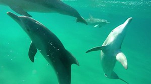Dolphin Diary 030418 The comings and goings of our #dolphinsofponta.... | Dolphin Encountours Research Center