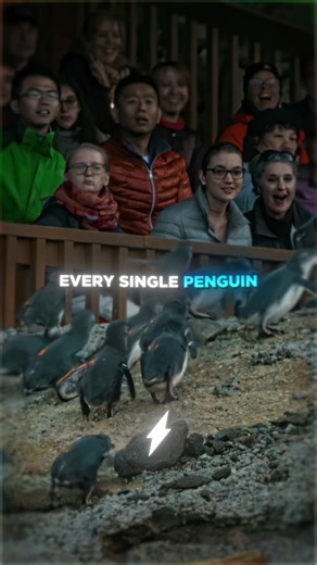 The Penguins Deserved It…❤️👏 #penguins #wholesome #humanity #nature | penguins