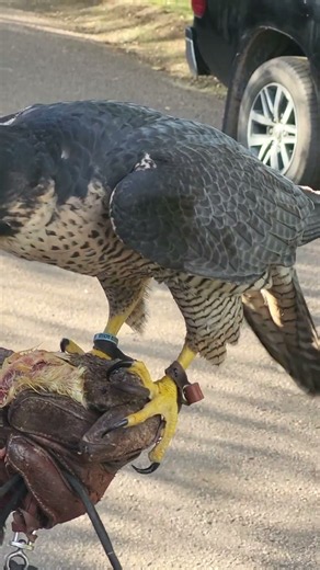 PEREGRINE FALCON FEEDING ON THE FIST (CLOSE-UP!)