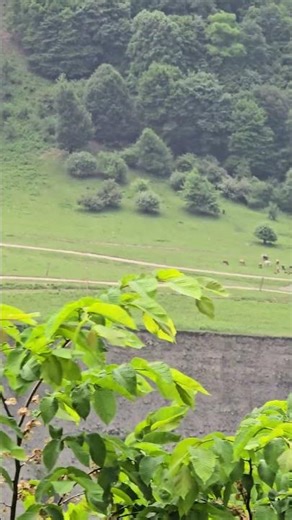 Qebele Laza-Laza Qartalı #lazaqartali #qebele #nature