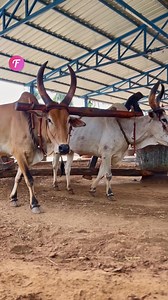 Traditional groundnut oil extraction using bulls. | Fabiosa Philippines