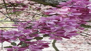 Closeup footage of Malus floribunda, the Japanese flowering crabapple.