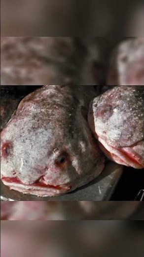 El animal más "feo" del mundo: El Pez Borrón 🐟💧 #biocronos