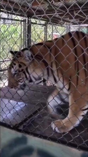 24K views · 432 reactions | Tiger dinner time #tiger #dinnertime #bigcats #animalrescue | The CARE Foundation | Facebook