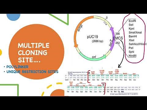 LEARN RESTRICTION MAPPING FOR PLASMIDS USING SOLVED PROBLEMS & PRACTICE QUESTIONS | MAY 2021