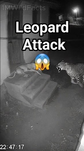 Hungry Leopard Attacks on dog. #leopardattack #cctvfootage #wildlifeattack