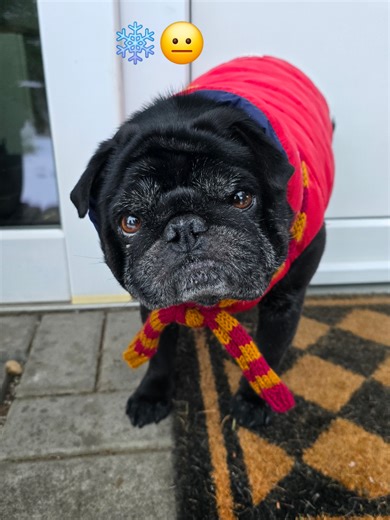 Videa uživatele Pugs' Eyes 🐾👀🐾 (@pugs_eyes) s Grumpy cat - Internet Cultura