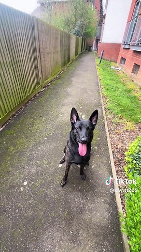 Smartest Dutch Shepherd Training Techniques