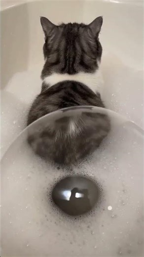 Do cats ever fart, like, for real? #cat #kittenlove #funny #cute #pets #animals