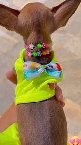 Dia de piscina com Isadora 😎#animales #roça #animais #fazenda #agropecuaria #animals | Una Oración