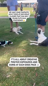 1.5K views · 22 reactions | Not every puppy is naturally confident...