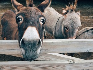 Did Jesus Ride Two Donkeys at the Same Time During the Triumphal Entry? | Is Jesus Alive?