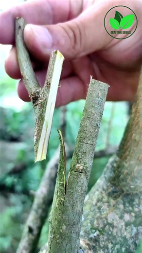 Grafting Techniques for Successful Fruit Gardening