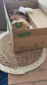 Nie zadzieraj z kobietą ! Szczególnie jeśli chodzi o karton 🫣😆🤫 #kotszkocki #karton #niezadzieraj | Drapu Drap PL hodowla kotów szkockich