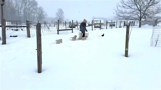 We are pleased to share our adorable rescue LGD puppies to brighten your day! Even the worst of weather doesn’t deter them from following their wonderful foster shepherds! Several puppies remain available for adoption; please contact us directly at hhpaws4u@gmail.com for additional information. Located in Indiana, they have been raised specifically with poultry and will be ready for new farms around February 14th ☀️🌞🧿💖🐾 | Hands Helping Paws Rescue