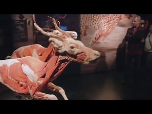 ANIMAL INSIDE OUT: A BODY WORLDS Production by Gunther von Hagens
