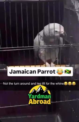 Jamaican 🇯🇲 parrot 🦜 😂 #dancehallculture #dancehallmusic #bashmentcrew #DancehallVibes #bashment