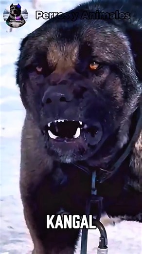 Los perros más fuertes del mundo: ¿Cuál elegirías?