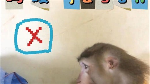 吗喽jason今天又犯错了，不把橘子收完不能吃饭