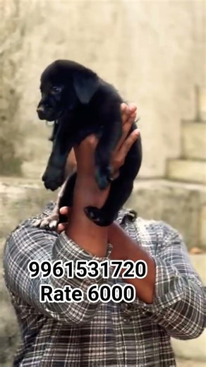 black colour lab female puppy available @ vichu poochakkal