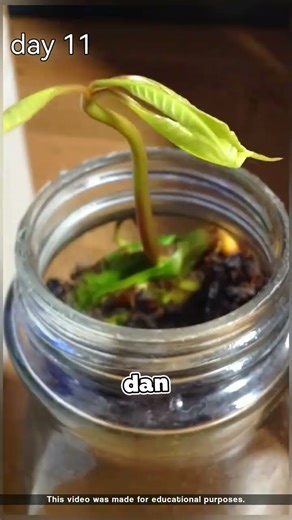 The Right Time to Fertilize Mango Trees 🥭