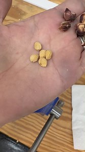 8.6K views · 73 reactions | If you're trying to plant a cherry tree from seed, you need to get that seed out of the pit. The pit's shell is so hard that it's difficult to crack without damaging the seed, but I found a quick and super easy way to do it! #cherrytree #plantfromseed #cherrypits #gardeninghacks #cherries | Chica and Jo | Facebook