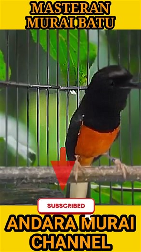High Quality Shama Bird Song #ShamaBird #BirdSong #RelaxingSound #NatureSound #shorts #trendingshort