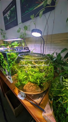 always nice to visit galleries overseas for that breath of green 💚 thank you @aquadream2021 for the hosting. if you're looking for long-term scapes, do check out this independent scaper in Hanoi. #AquaplantCulture #AquascapeLife #PlantedTank #AquariumHobby #AquascapeCommunity