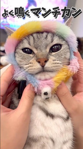 This Munchkin cat that meows a lot is just too cute... lol #cat #cat