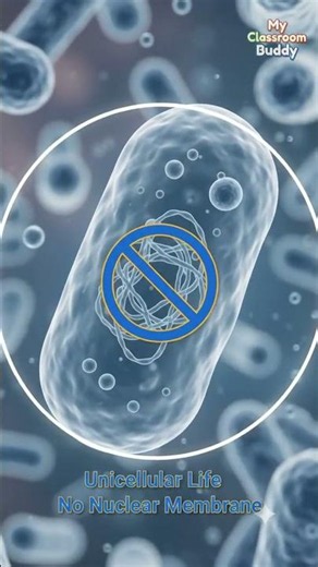 Kingdom Monera Explained! 🧫 | Science Made Easy!