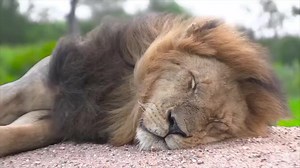 2.3M views · 35K reactions | Lion attack on village boy in field story. || Flute Playing time Disclaimer..... "This film is not real Is a made up story Don't consider it as real This film is made for Entertainment." #lionattack #animal #bapandigital #B_Entertainment #funny #video #animations #village #lion #tiger #villagelife #villageboy | B-Entertainment | Facebook