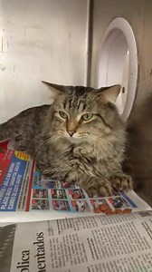 1.8K views · 82 reactions | RESCUED BY PAWS CHICAGO! ALDI & GIZZY -...