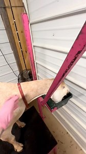 257K views · 1.8K reactions | A little over 2 months until kidding season starts and we get to start the milking machine back up! I can already hear all the baby goats maawing and smell the smell of iodine, bleach and sweet feed in the milking parlor ♥️ | Full Moon Farm | Facebook