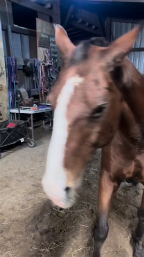 TRICK OR TREAT 👻🎃 | MC Basic Horsemanship & Lessons