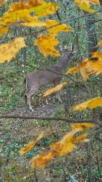 Big success during the October lull! #bowhunting #bigbuck #bbd #deerhunting