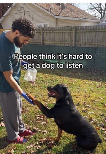 Training Your Dog: Essential Commands for a Well-Behaved Pet